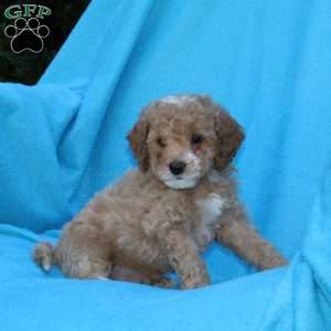 Splash, Cockapoo Puppy
